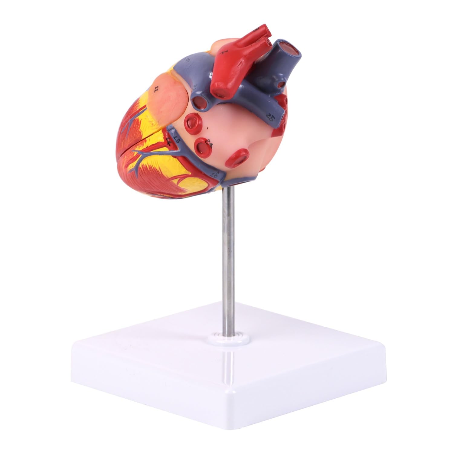 2-teiligen Hund Herzen Anatomisches Modell, abnehmbares Hundeherzmodell mit 26 digitalen Markern und Displaybasis