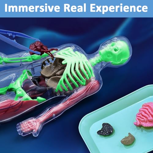 Image of PATPAT 32 Pieces DIY Human Body Model for Kids Assembly Human Skeleton Model for Kid Glow in The Dark Skeleton Educationa Toys Puzzle for Kids Educational Biology Class Tool for Kid Age 6+