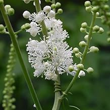 Black Cohosh Cimicifuga racemosa - Packet of 10 Seeds