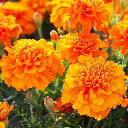 Petite orange souci français – 400 semi – Tagetes patula Nana Annuale Fiore