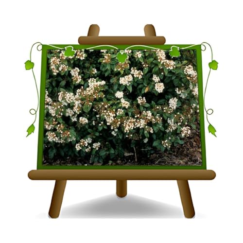 EURO PLANTS VIVAI Viburnum Tinus Eve Price - Pianta da siepe - su vaso da 18 cm. - altezza 40-50 cm.