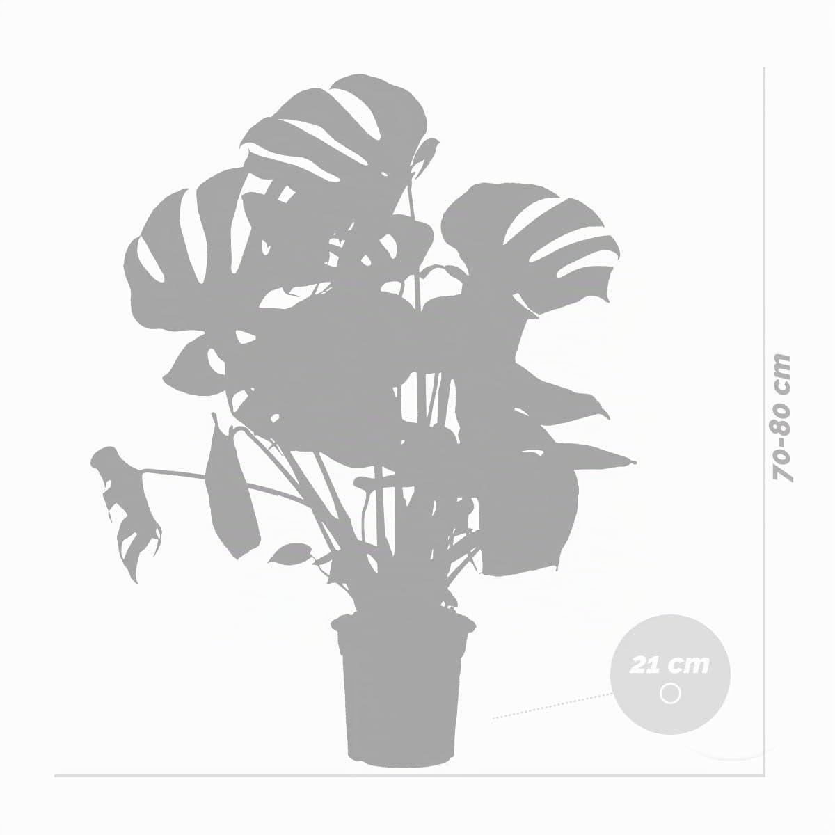 Bloomique - Monstera deliciosa - Costilla de Adán - Plantas de interior - Purificadora del aire - Fácil de cuidar - Altura 70-80 cm - Maceta 21 cm
