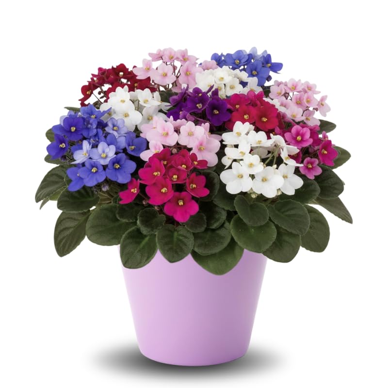 African Violets Plant Live in 4 Pot Fast-bloming Indoor Outdoot Flowering Plant with Vibrant Blooms (Random African Violet)