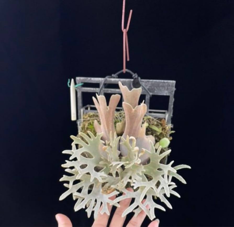 Amazon.co.jp: ビカクシダ 