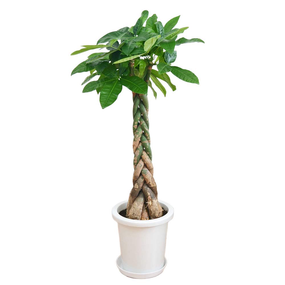 パキラ24出品 Amazon|フラワーコーポレーション パキラ(フィロデンドロン