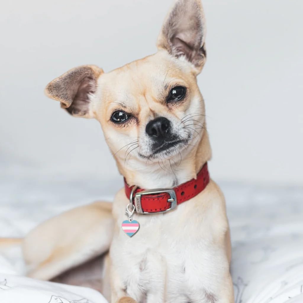 Gay Pride, LGBTQ, Rainbow Pride, Transgender, Bisexual Hanging Charm for Bracelets, Purses, Zipper Pulls on Backpacks, Jackets, Pet Collars - Gay Pride Accessories