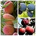 Produktbild Müllers Grüner Garten Shop Familienbaum Duo Multi Fruit Tree: Pfirsich - Blaue Pflaume - Rote Pflaume auf einem Baum