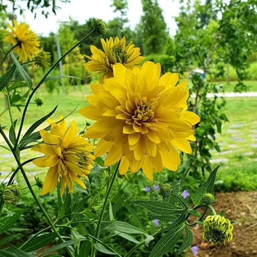 Semi di coneflower, semi di d' Rudbeckia laciniata - per gli amanti semi di varietà antiche 300pcs