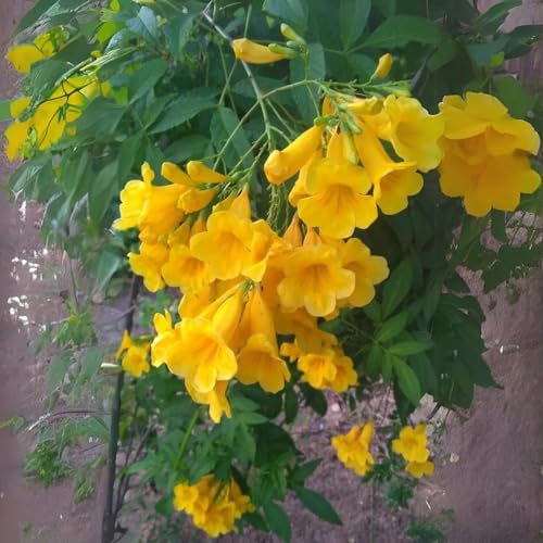 Image of Tecoma Yellow Bell Live Plant with Pot a€ inch Pack of 1 | Bright Flowering Shrub for Home Garden | Outdoor Decorative Yellow Flower Plant