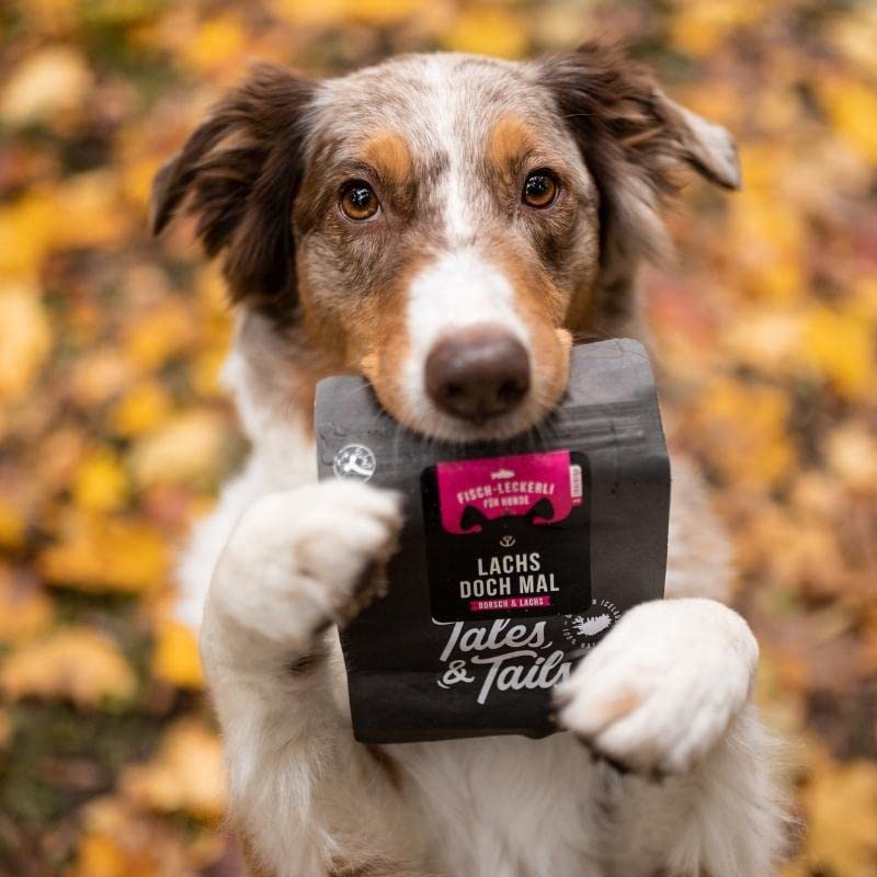 Tales & Tails® - Hunde Leckerlis aus 100% isländischem Lachs | Natürlich, Zuckerfrei, Getreidefrei, reich an Omega 3 | Kausnack Icebarks „Lachs doch mal“ von | 5 x 70g Tüten Hundesnack
