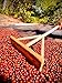 Mont Coffee - Geisha Coffee Ecuador, Whole Bean, Fresh Rosted, Premium Ecuadorian Specialty Geisha Roasted Coffee Beans | Awarded 88+ (12oz, Unflavored)