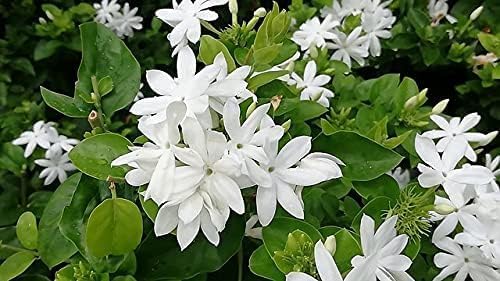 Chameli Jasmine Live Flowering Plant with Pot ? Pack of 1 | Fragrant White Chameli Flower Plant for Home Garden Balcony Outdoor | Evergreen Fragrant Jasmine Plant-image-34