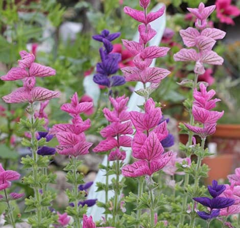 Semi freschi - Clory Salvia - 200 semi - Salvia Horminum