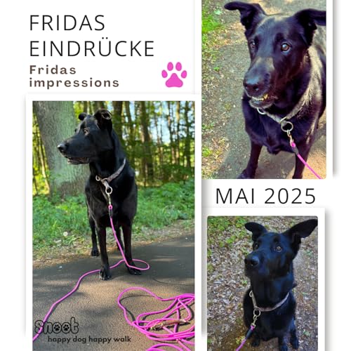 5m Schleppleine Hunde, Wasserfeste Hundeleine Rundleine ohne Schlaufe, Sichere Freilauf-Trainingsleine pink, bis 35kg