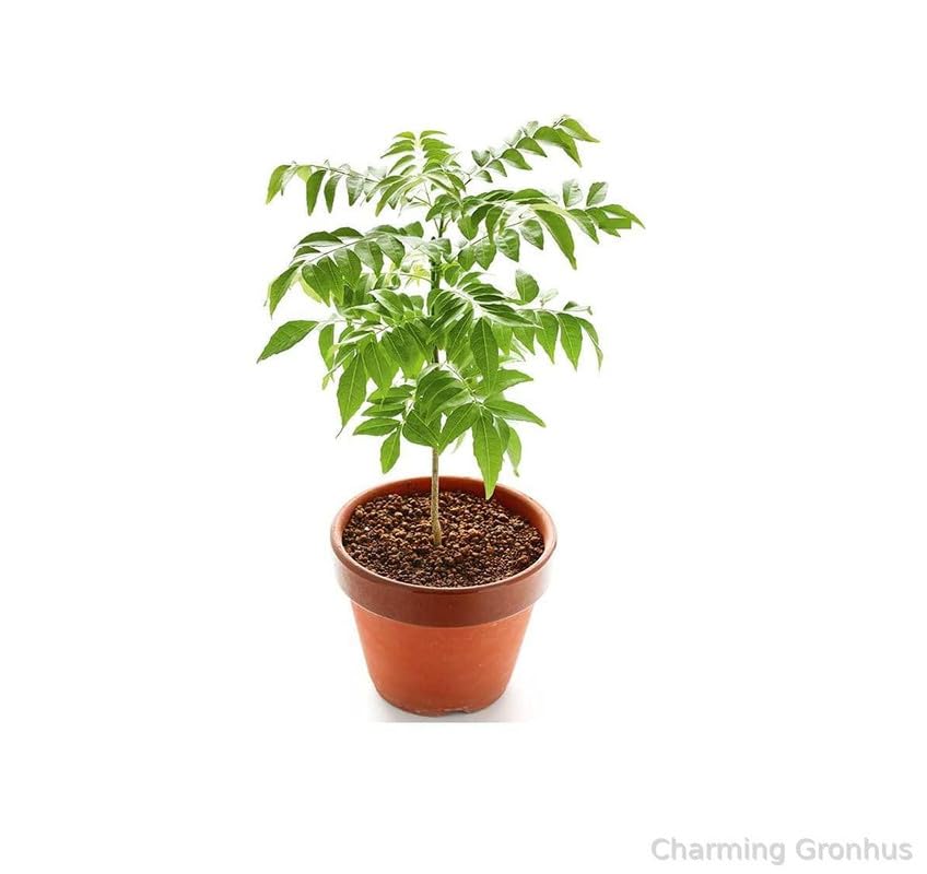 Charming Gronhus LIVE KADI PATTA PLANT,MURRAYA, CURRY LEAVES, MEETHI NEEM, SWEET NEEM,LIVE CURRY PLANT With Black Plastic Pot (B0CQHBVMGK) Amazon Price History, Amazon Price Tracker