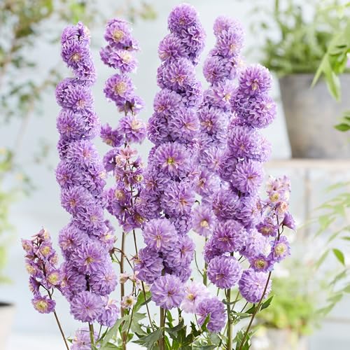 Delphinium Highlander Purple en maceta de 11cm – Vivaz majestuosa de espiga morada – Planta de jardín impresionante para bordes y jardines.