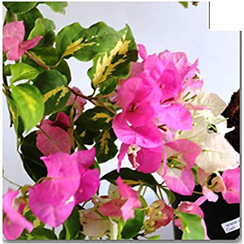Platones Live Bougainvillea Variegated Plant (Pink and White Flower) (B09LYJMSZH) Amazon Price History, Amazon Price Tracker
