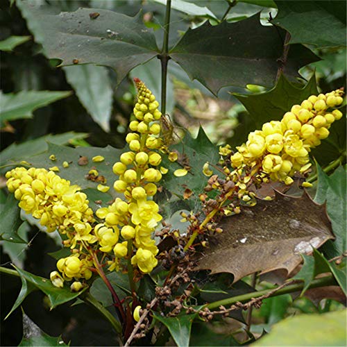 GGOOT Egrow 60 Pcs/Pack Mahonia Seeds Mahonia Bealei Plant Mahonia Fortunei