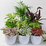 9 x House Plants - Indoor Plants in 9cm Plant Pot, Decorative Home Accessories, Great Terrarium Plants Includes Money Plant (9 x House Plants)