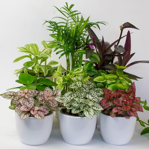 9 x House Plants - Indoor Plants in 9cm...