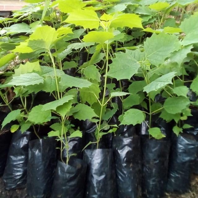 Golden Bloom 2 Live White Teak Tree Gmelina Arborea Tree Gamari, Gamhar, Gomari Gmelina arborea Roxb Plant (Pack Of 2)-image-48