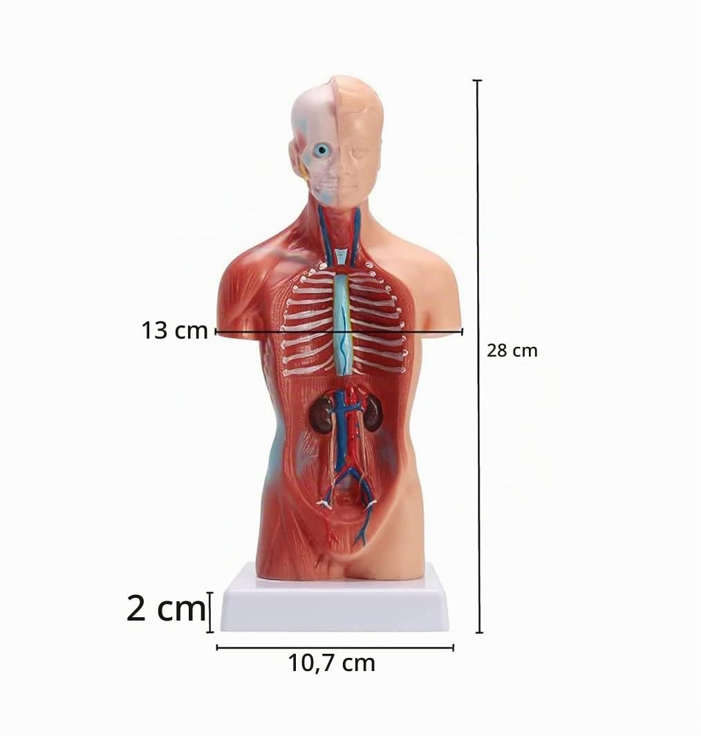 Menschliches Körpermodell 28Cm, Anatomische Medizinische Innere Organe 15 Stücke Human Torso Anatomie-Modell Mit Herzkopf-Gehirn-Skelett-Modell Für Den Unterricht Kinder Anatomie-Bildung