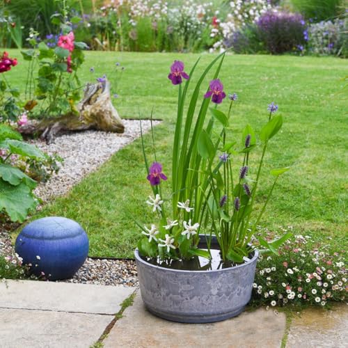 Dry Mixed Basket Flowering + Caesar Bowl Marble 46cm, with