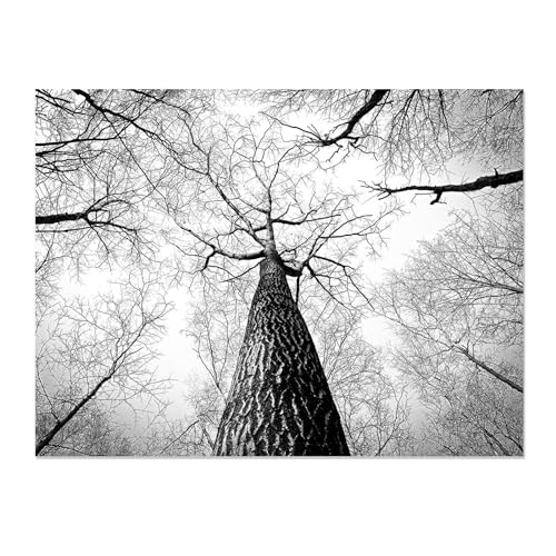 Image sur toile arbres forestiers décoration murale salon moderne noir et blanc