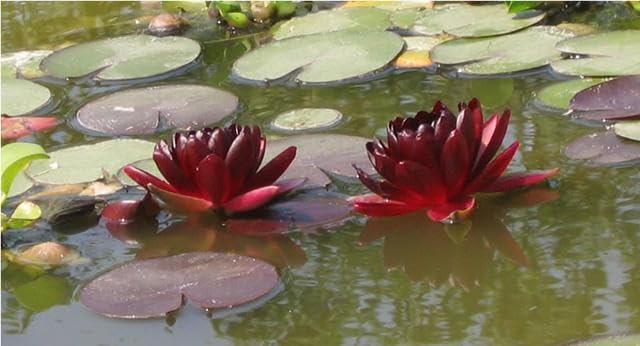 Ninfea Almost Black pianta viva a radice nuda – Fiore acquatico rosso scurissimo quasi nero – Per laghetti, vasche, stagni – Ninfea rustica resistente, scenografica, spedizione veloce