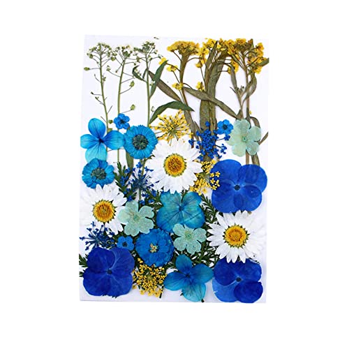 30 piezas flores secas prensadas para manualidades miniatura 4