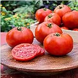 Better Boy Tomato Seeds (45 Seeds) Seeds for Planting, Farm, Growing in Garden, Greenhouse, Vegetable, Fruit