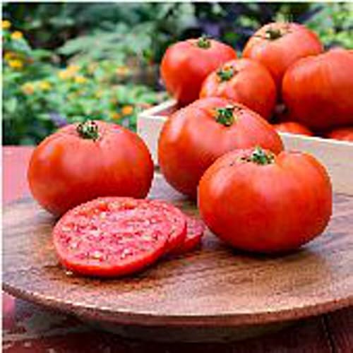 Better Boy Tomato Seeds (45 Seeds) Seeds for Planting, Farm, Growing in Garden, Greenhouse,...
