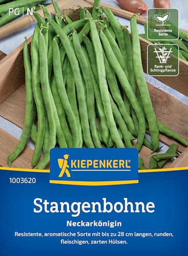 Kiepenkerl Stangenbohnensamen Neckarkönigin 1003620 - Resistente Gemüsesamen für Bohnen mit bis zu 28 cm langen Hülsen und Inhalt für 15 bis 20 Stangen - Saatgut