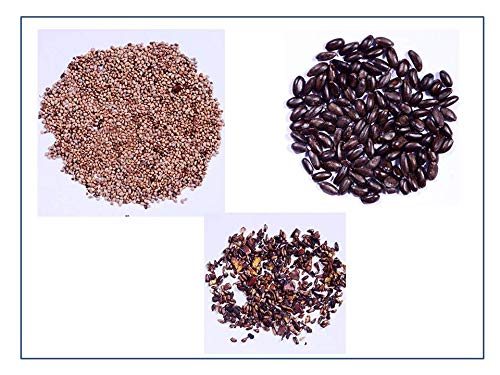 RK Seeds- Fruit seeds :- Pomegranate Seeds - Pack of 50 g + Guava seeds – Pack 50 g + Custard apple seeds-Sitaphal seeds (Annona squamosa) Pack of 100 g (Pack of 3) (B07MGSFMJH) Amazon Price History, Amazon Price Tracker