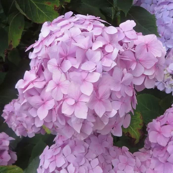 Athidhi Garden Hybrid Hydrangea (Lemonade Pink) Healthy Flower Plant (B0B5Y6D6Z7) Amazon Price History, Amazon Price Tracker