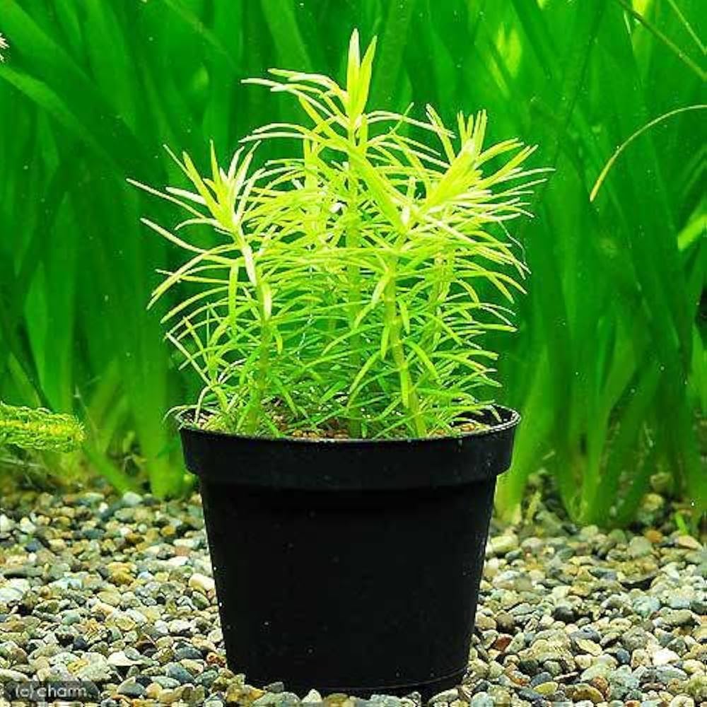 ２本 １５cm超 しっかり長め ポゴステモン メンメン♪ 無農薬 水中葉 楽天市場】（水草）ポゴステモン メンメン（水中葉）（無農薬