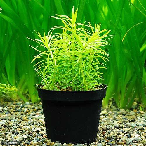 Amazon.co.jp: （水草）鉢植え ポゴステモン デカネンシス（水上