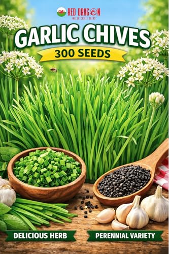 Garlic Chives Seeds | Allium tuberosum | Perennial Herb | Garlic Flavour Leaves | Easy to Grow