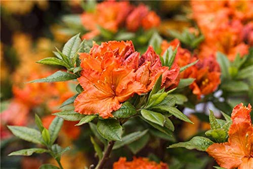 Rhododendron luteum 'Fireball' 40–60 cm – Winterhart & Mehrjährig – Sommergrüne Azalee – Zierstrauch für Garten & Beet