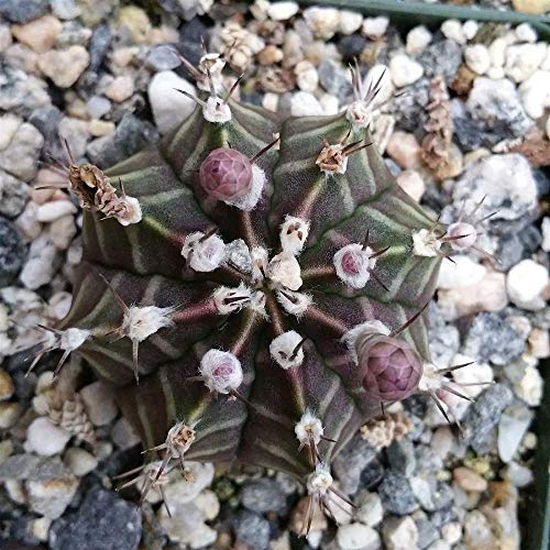 Gymnocalycium Friedrichii Cactus Plant - 3.5 Inch Pot (1 Plant) #TOP2
