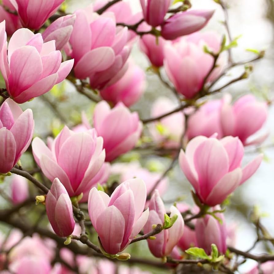 Bibiy MAGNOLIA Pink ピンク Amazon.com : 2 Saucer Magnolia Plants Live, Magnolia Tree
