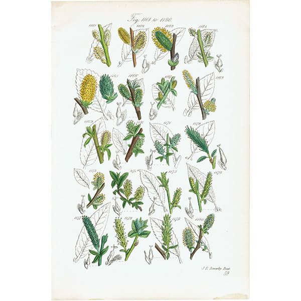 Amazon.co.jp: イギリス アンティーク ボタニカルアート 植物画 ヤナギ