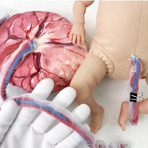 Modello di cura del neonato in ostetricia e ginecologia - Strumento didattico per placenta e feto con cordone ombelicale rimovibile per l'educazione ostetrica