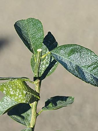 Amazon 寒さに強いレモン 苗木 トゲなし リスボンレモン 1年生 接ぎ木 ポット苗 植木