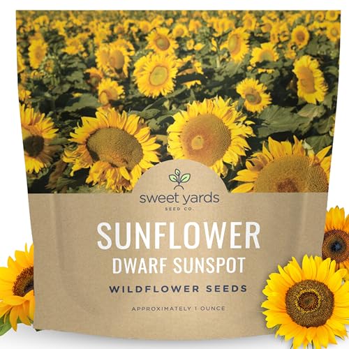 Dwarf Sunspot Sunflower - Large 1 Ounce Packet - 500 Flower Seeds for Planting - Helianthus annuus