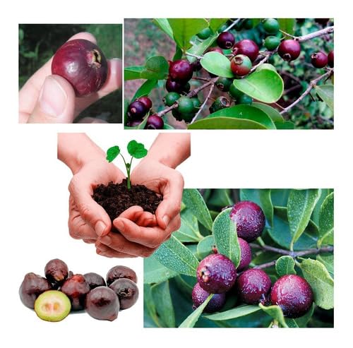 4 MUDAS DE ARAÇÁ ROXA