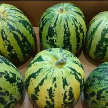 マクワウリ　10kg入り 楽天市場】マクワウリの通販