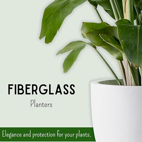 Miniatura 4 de Elly Décor Maceta cilíndrica de 11.5 pulgadas, maceta blanca hecha de fibra de vidrio y pintada a mano, adecuada para plantas y flores de interior y