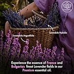 Majestic Pure Lavender Essential Oil with Glass Dropper | 100% Pure and Natural Lavender Oil | Premium Grade Essential Oils for Diffusers, Skin, Aromatherapy, Massage | 4 Fl Oz - Image 5