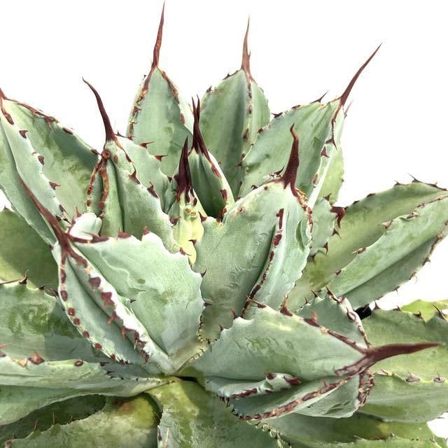 Actual Item) Agave Potatorum 'Cubic' (No.61888) (Banding, Spelling,  Petrified Cristata, Monstrosa), Pots & Pans - Amazon Canada